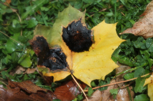 Black Tar Spot