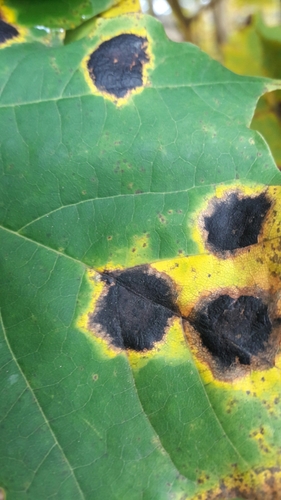 Black Tar Spot