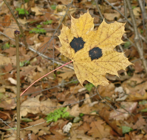 Black Tar Spot