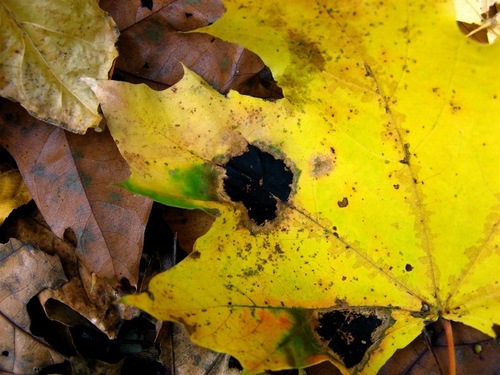 Black Tar Spot