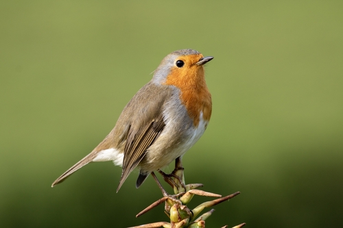 European Robin