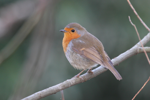 European Robin