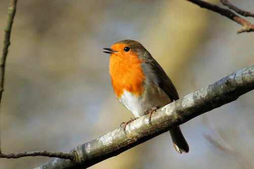 European Robin