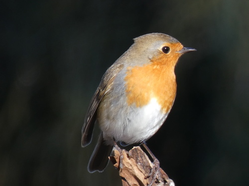 European Robin