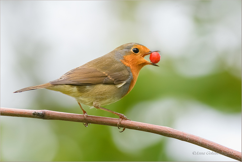 European Robin