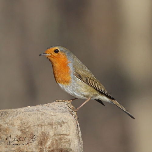 European Robin