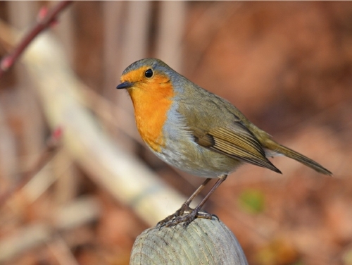 European Robin