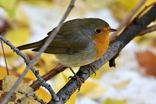 European Robin