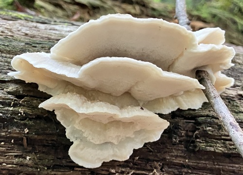 White Cheese Polypore