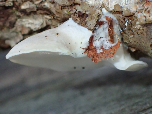 White Cheese Polypore