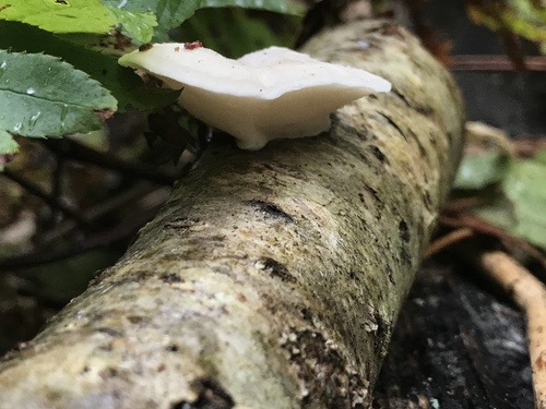White Cheese Polypore