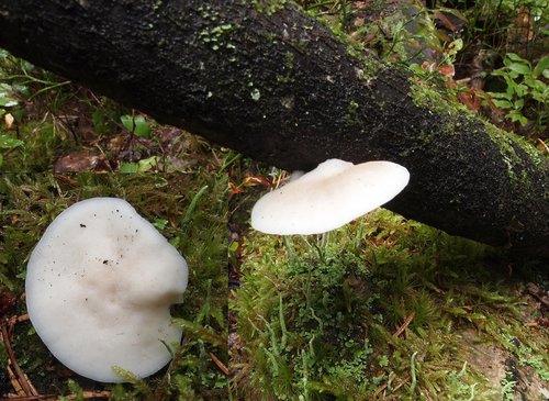 White Cheese Polypore