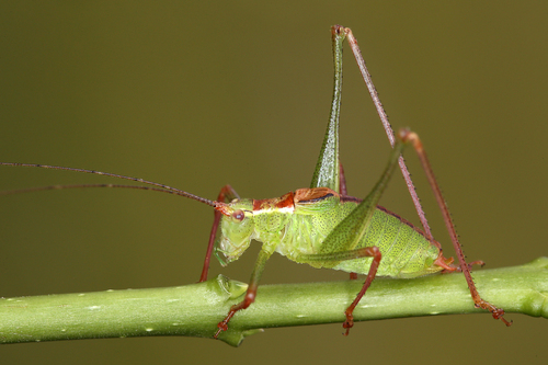 Speckled Bush-cricket