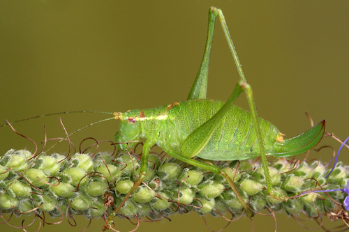 Speckled Bush-cricket