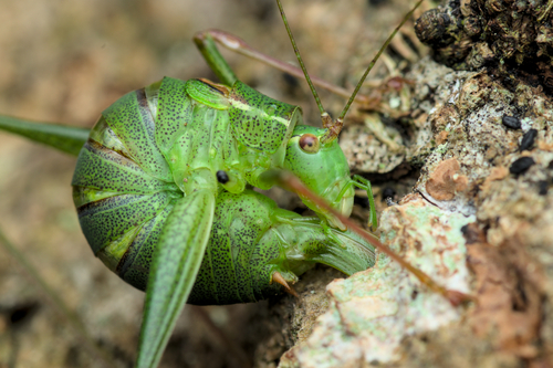 Speckled Bush-cricket