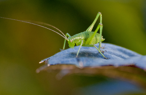 Speckled Bush-cricket