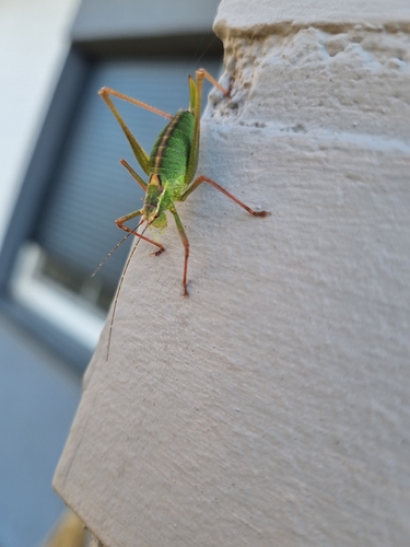 Speckled Bush-cricket