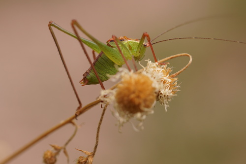 Speckled Bush-cricket