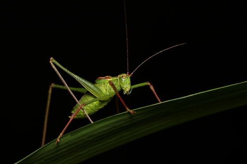 Speckled Bush-cricket