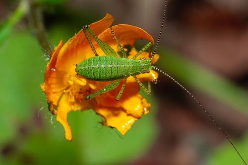 Speckled Bush-cricket