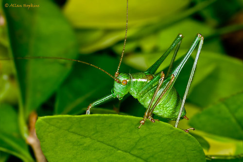 Speckled Bush-cricket