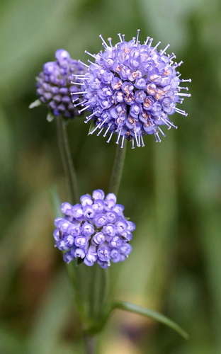 Devil's-bit Scabious