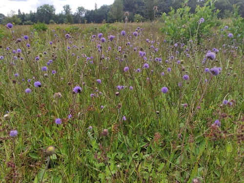 Devil's-bit Scabious