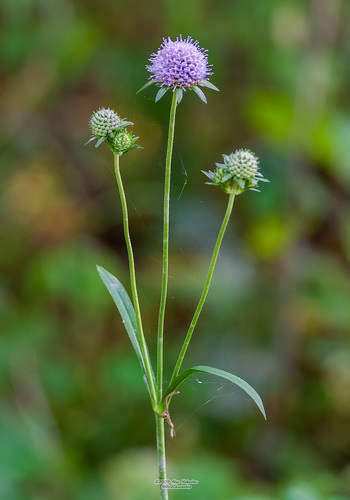Devil's-bit Scabious