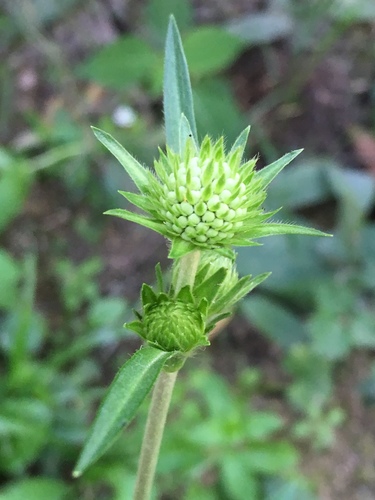 Devil's-bit Scabious