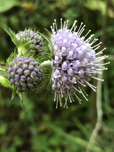 Devil's-bit Scabious
