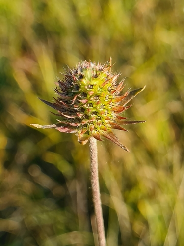 Devil's-bit Scabious