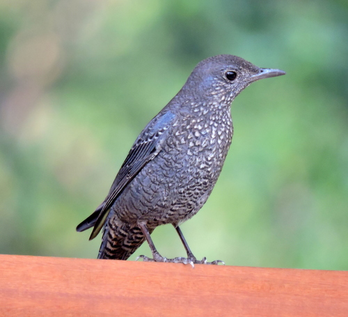Blue Rock-Thrush
