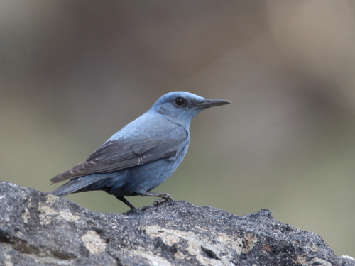 Blue Rock-Thrush