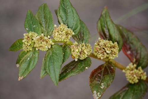 Asthma Plant