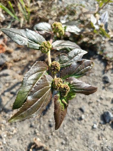 Asthma Plant