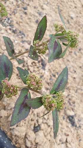 Asthma Plant