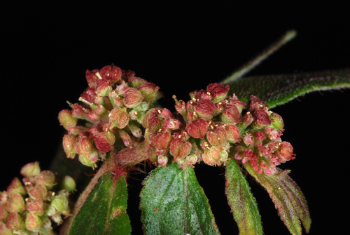 Asthma Plant