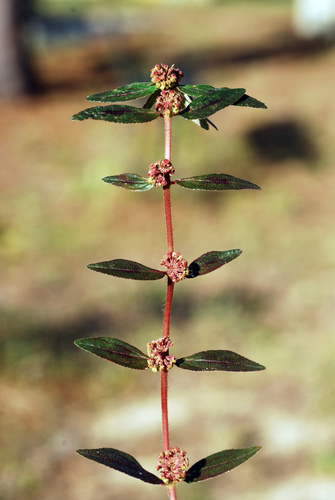 Asthma Plant