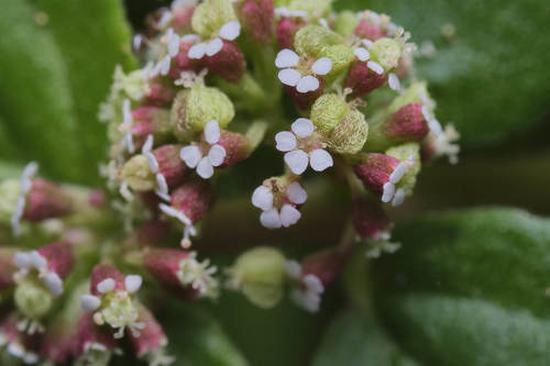 Asthma Plant