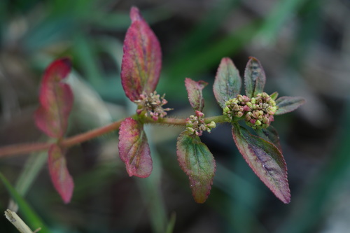 Asthma Plant