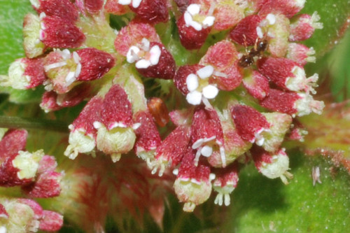 Asthma Plant