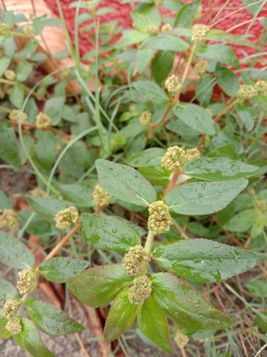Asthma Plant