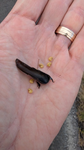 sensitive pea