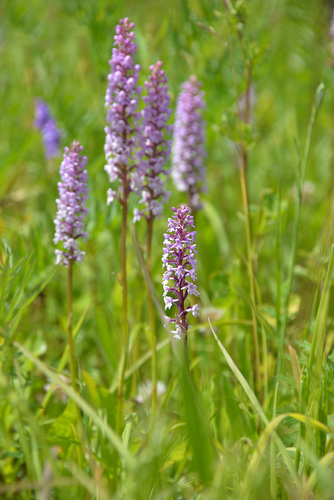 Fragrant Orchid