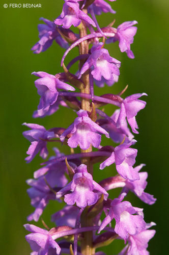 Fragrant Orchid