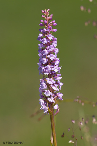 Fragrant Orchid