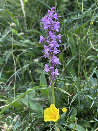 Fragrant Orchid