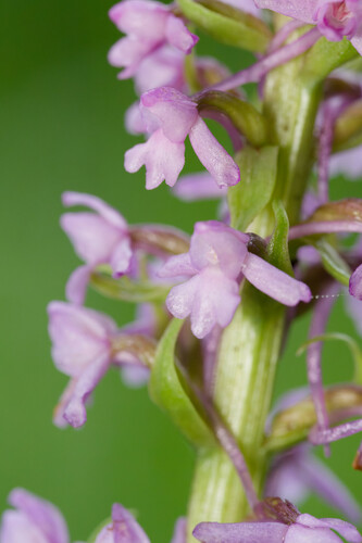 Fragrant Orchid