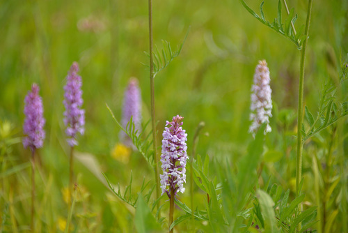 Fragrant Orchid