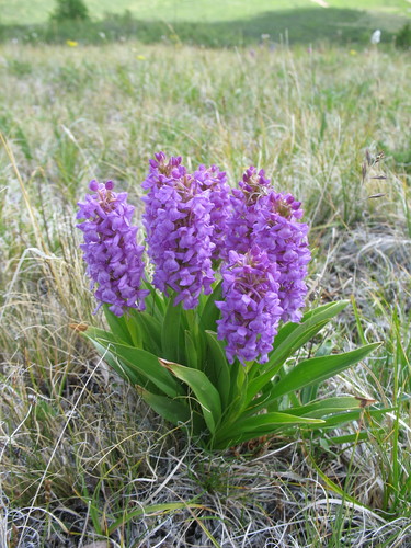 Fragrant Orchid